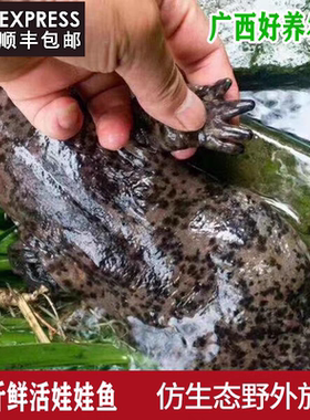 7斤一条娃娃鱼鲜活食用生鲜大鲵海鲜淡水鱼滋补月子餐汤 顺丰包邮
