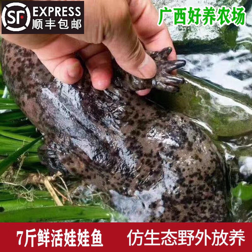 7斤一条娃娃鱼鲜活食用生鲜大鲵海鲜淡水鱼滋补月子餐汤 顺丰包邮