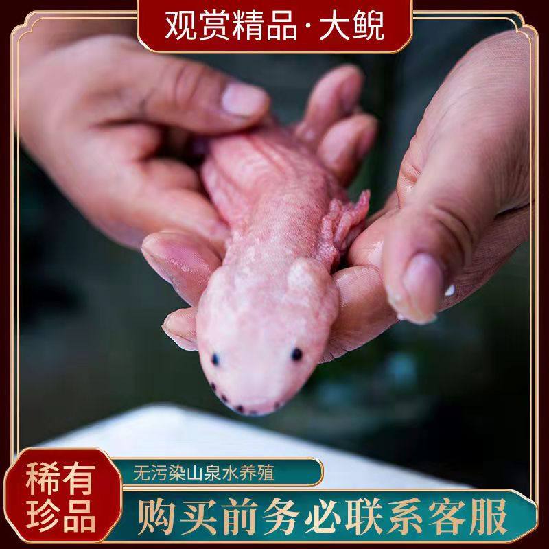 娃娃鱼 活鱼变异大鲵宠物观赏鱼黄金娃娃鱼奇趣花色娃娃鱼