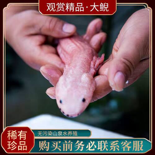 娃娃鱼变异大鲵宠物黄金