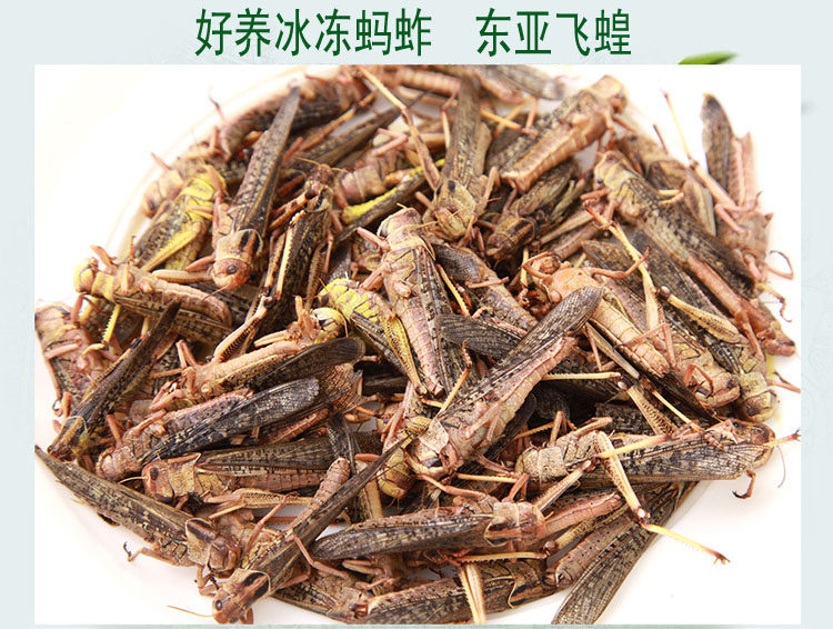 蚂蚱蝗虫蚱蜢 绿色生态养殖蚂蚱 冻蝗虫冰冻蚂蚱5斤起发
