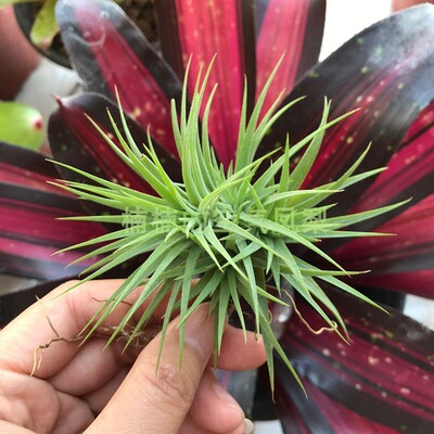 空气凤梨空气凤梨办公室净化空气