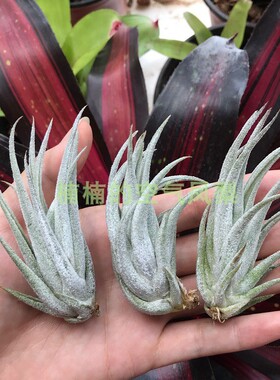空气凤梨白毛子弹Tillandsia mitlaensis懒人无土楠楠的空气凤梨