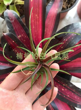 空气凤梨红粗皮T.Schatzlii Red x 懒人无土楠楠的空气凤梨