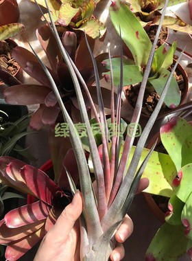 空气凤梨杂交红色超级玛丽T. Mali Dofitas无土楠楠的空气凤梨