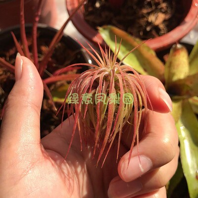 空气凤梨雨林精灵美化净化