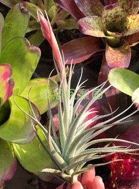 空气凤梨苏博坤T.recurvifolia var sub懒人无土楠楠的空气凤梨