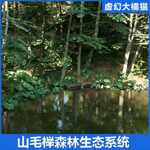 UE5虚幻 Beech Forest Ecosystem山毛榉森林绿色热带植物生态场景