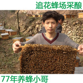 包邮 新年黑蜂王浆纯天然新鲜自产早春原生态农家蜂皇浆500g 克