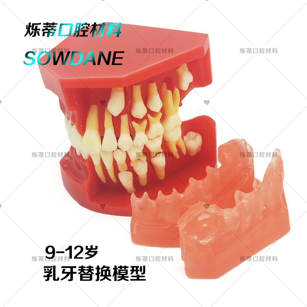 牙科教学模型 儿童乳牙恒牙交替牙模型 替换模型展示讲解医患沟通