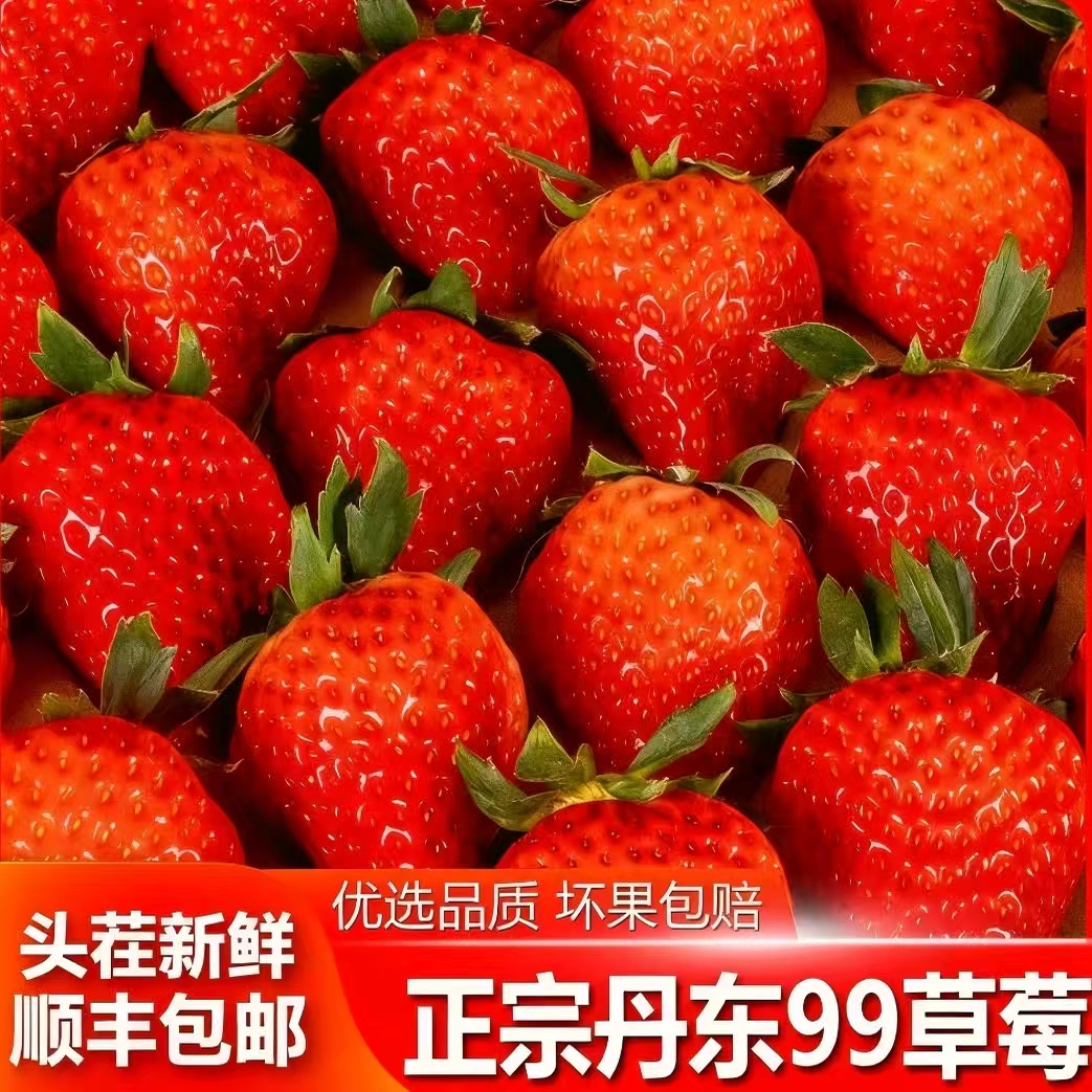 当季头茬正宗草莓礼盒装顺丰现摘