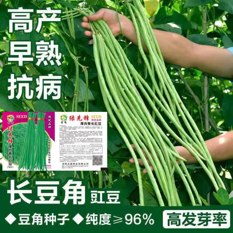 特长豆角种子豇籽绿先锋
