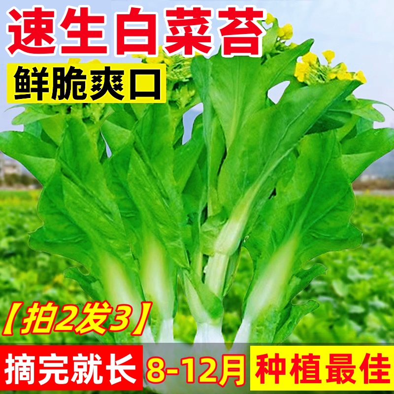 速生四季白菜苔种子阳台种植早熟奶油苔菜大白菜香菜蔬菜籽种大全