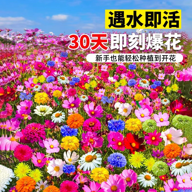 野花组合花种子室外除虫菊花种籽子四季播种开花庭院格桑花种大全