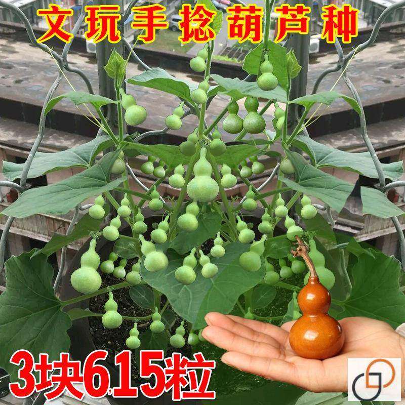 文玩葫芦籽种手捻小葫芦盆栽葫芦籽种孑特小观赏阳台庭院爬藤,农用物资,蔬菜种子/种苗,淘宝优惠券,粉丝福利购,淘宝优惠卷