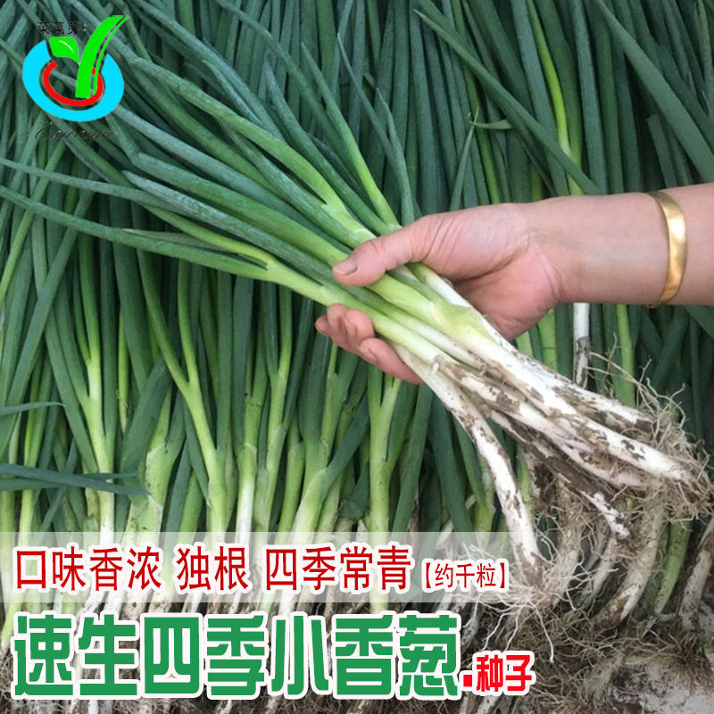 速生四季小香葱种子农田