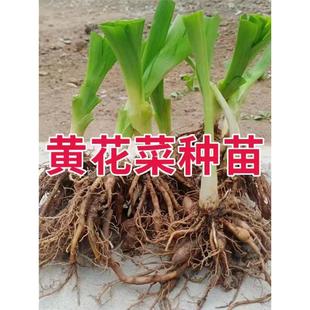 优质黄花菜种苗种植苗食用金针菜根苗四季可栽培易种根粗高产包活