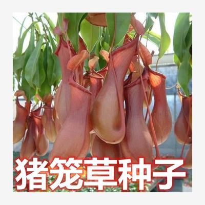 捕蝇草种子猪笼苍蝇盆栽