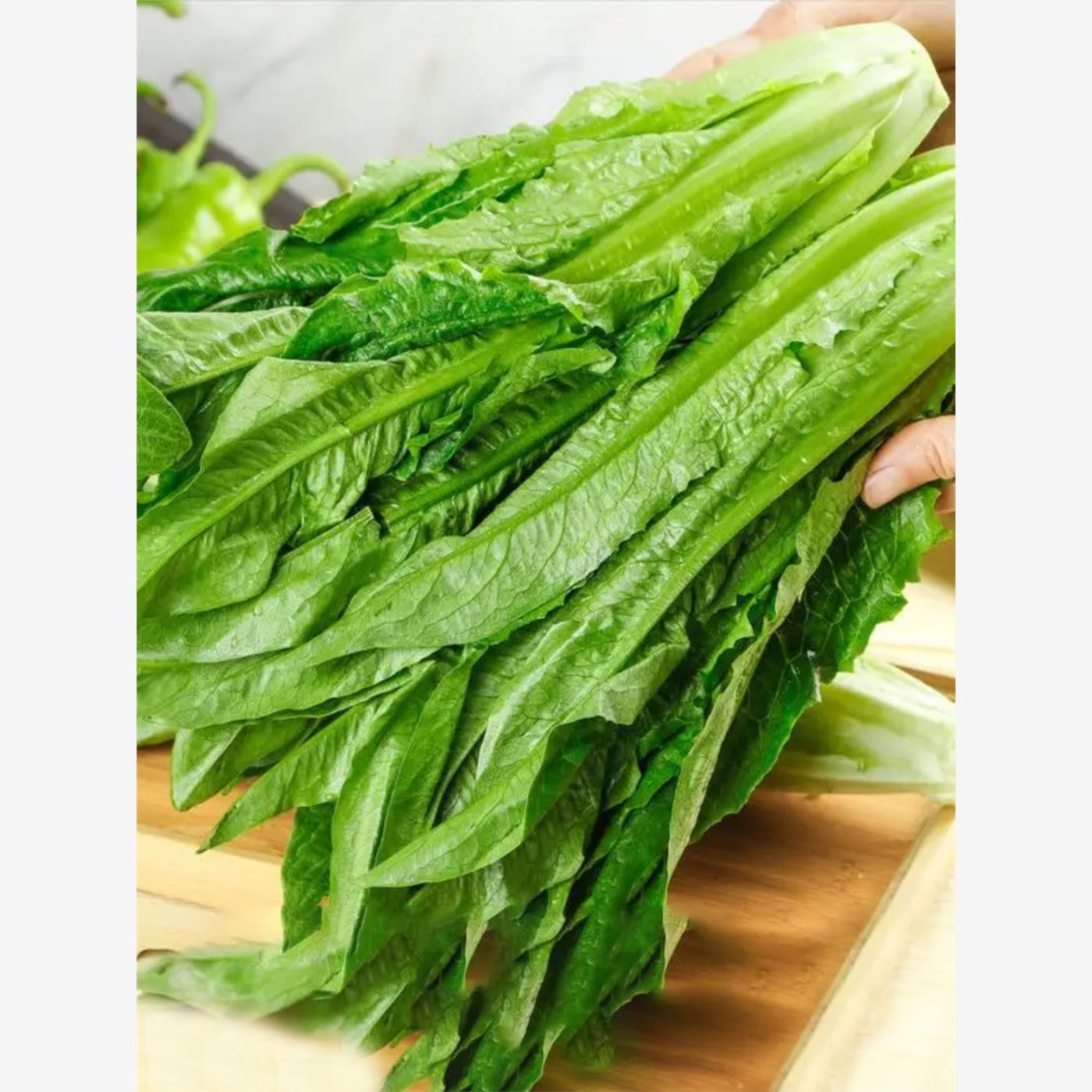 四季油麦菜种子苦麻菜香油麦菜籽夏秋冬耐热农家田园盆栽蔬菜孑