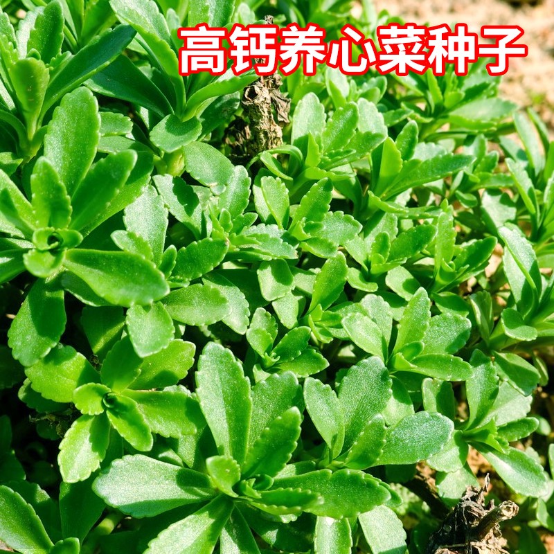 高钙菜养心菜种子救籽费