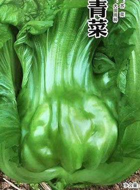 厚肉瓜娃青菜种子 秋冬播晚熟宽柄大叶芥菜籽 肉厚适合鲜食泡腌制