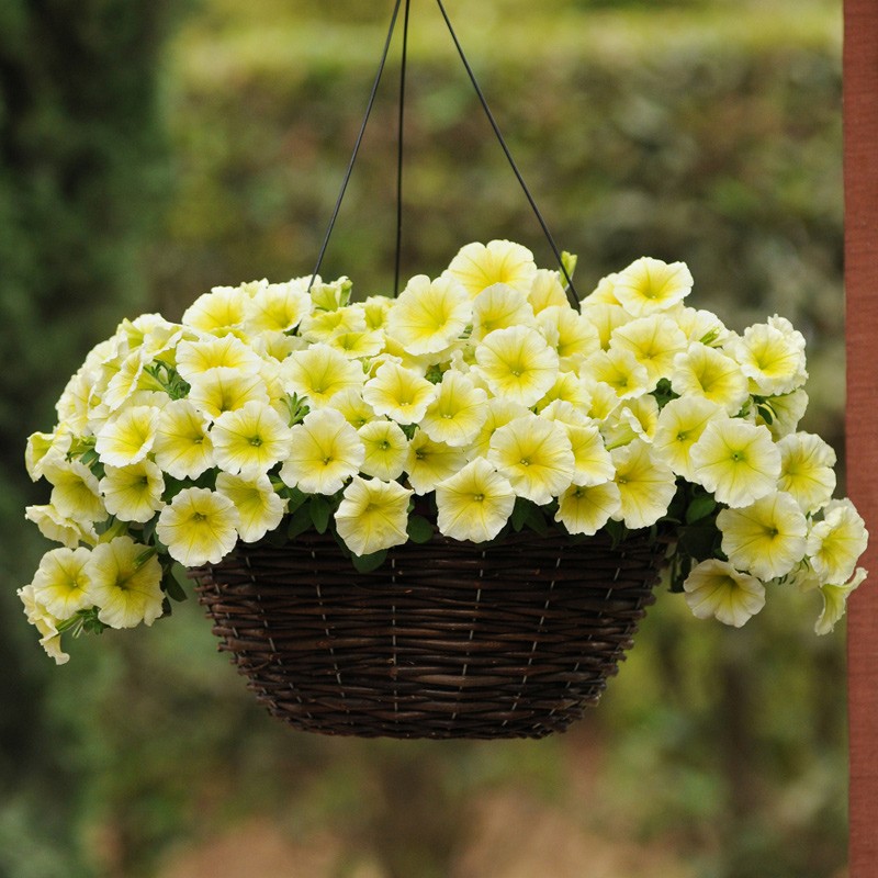 进口垂吊矮牵牛种子轻浪