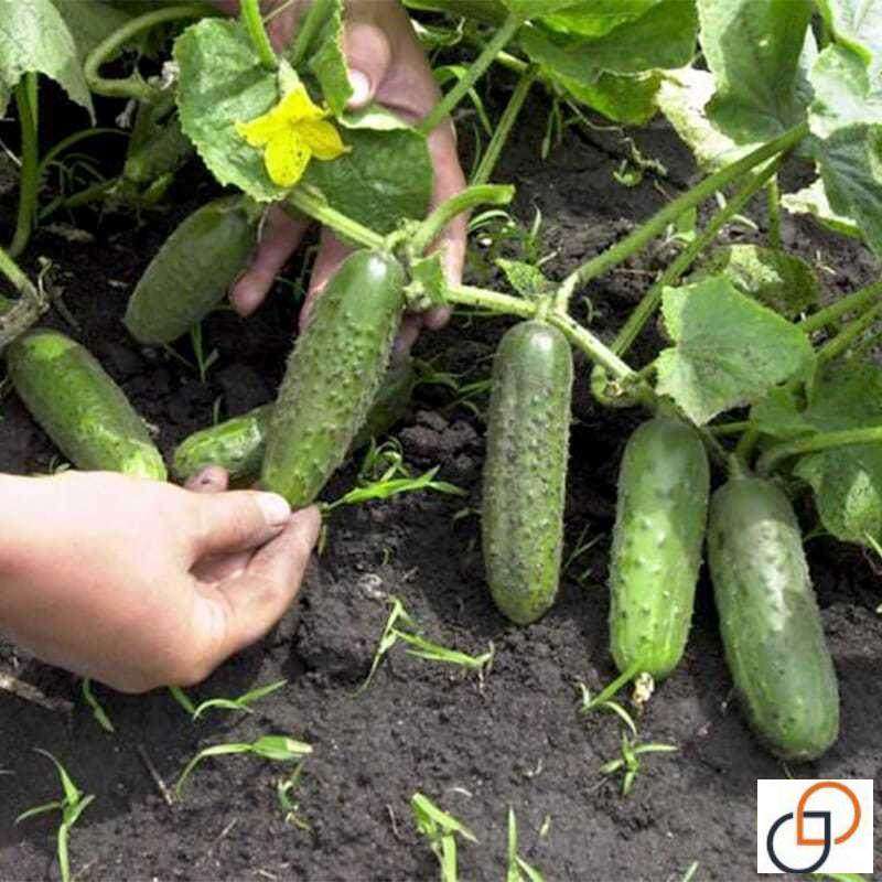 无架黄瓜种子爬满地种籽孑春秋夏四季蔬菜盆栽节节瓜水果阳台专用,农用物资,蔬菜种子/种苗,淘宝优惠券,粉丝福利购,淘宝优惠卷