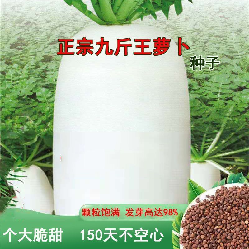 九斤王萝卜种子四季脆甜白萝卜种夏季耐高温萝卜春季蔬菜种子大全