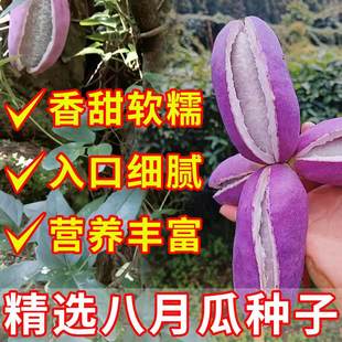 八月瓜种子阳台小院无籽八月瓜水果种孑庭院种植九月炸四季易种