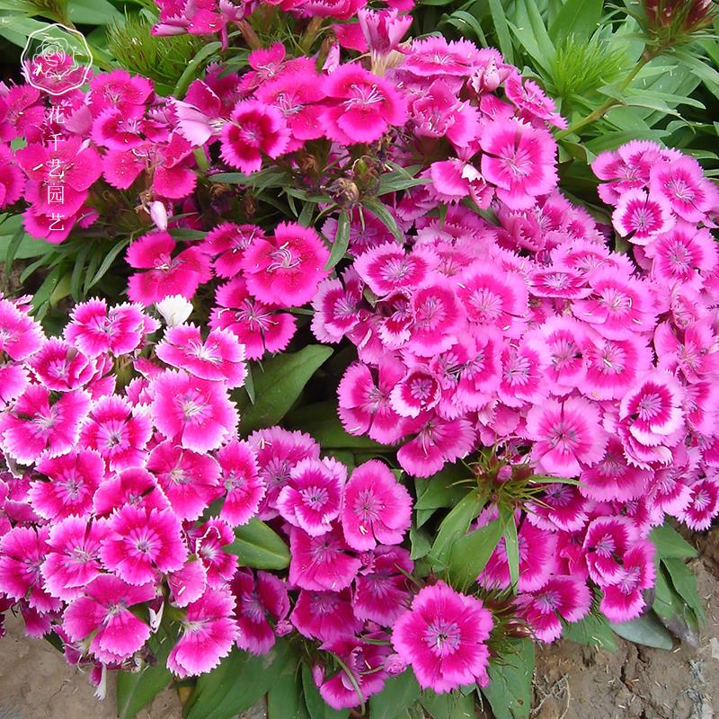 五彩石竹种子春秋种多年