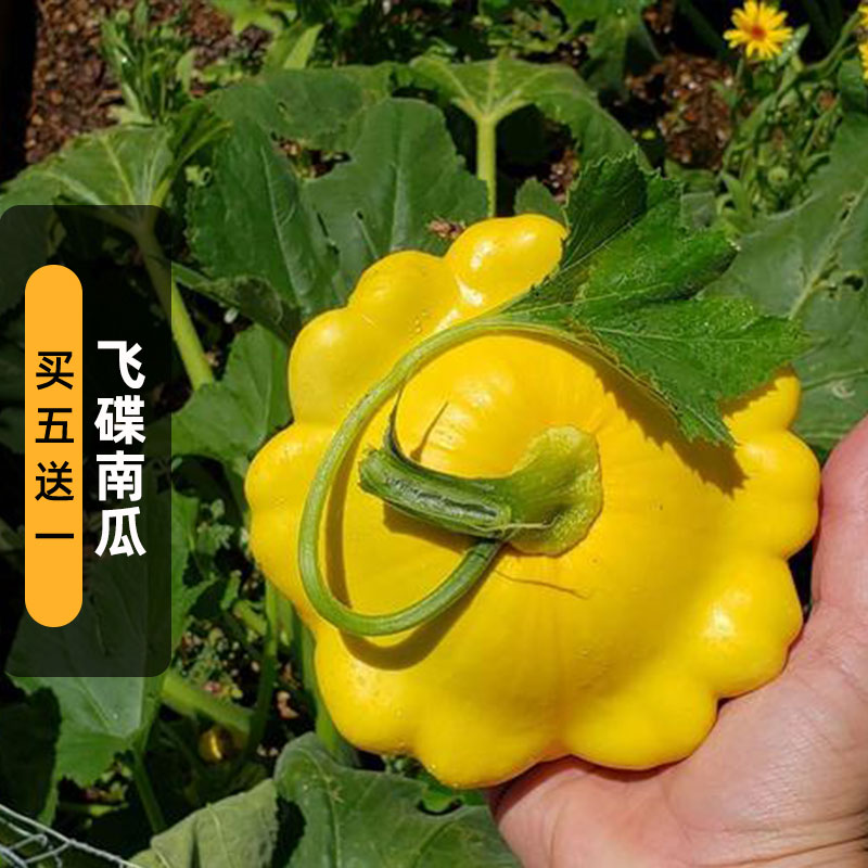 飞碟瓜种子15粒Patisson观赏食用帕蒂南瓜蔬菜籽田园阳台盆栽春播