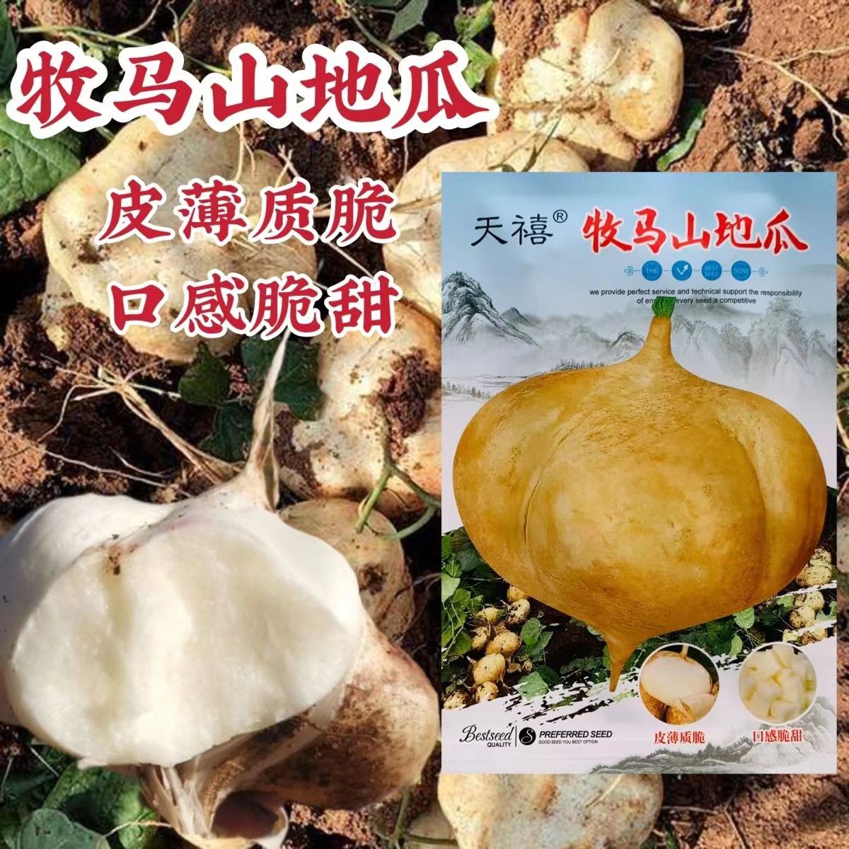 天禧牧马山地瓜种子凉薯种子葛薯豆薯沙葛种子皮薄脆甜地瓜种籽