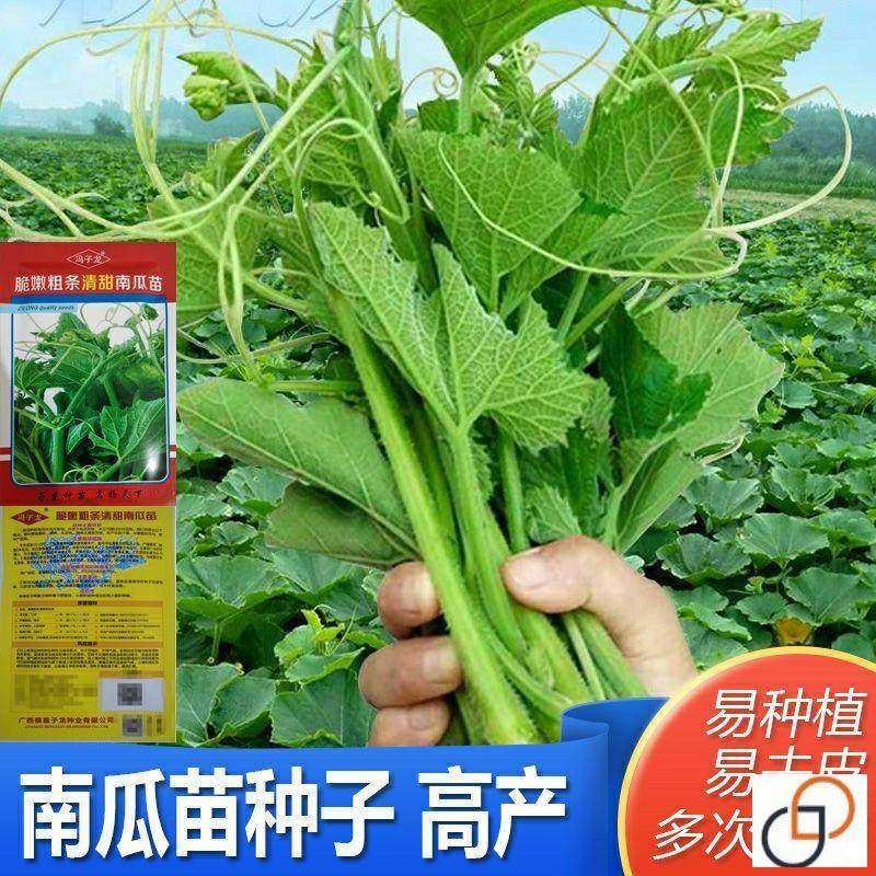 专吃南瓜藤南瓜苗种子春秋播种蔬菜南瓜藤茎嫩叶苗菜籽粗条南瓜尖,农用物资,蔬菜种子/种苗,淘宝优惠券,粉丝福利购,淘宝优惠卷