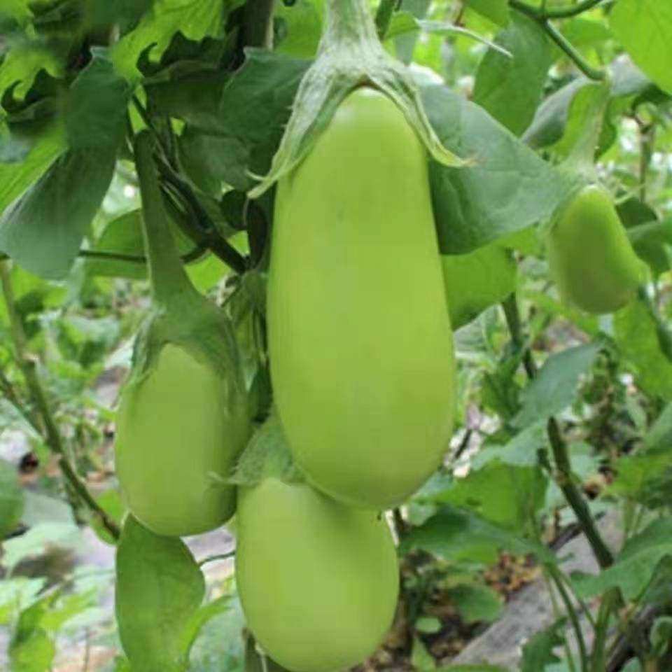 绿茄子种子高产罐籽四季