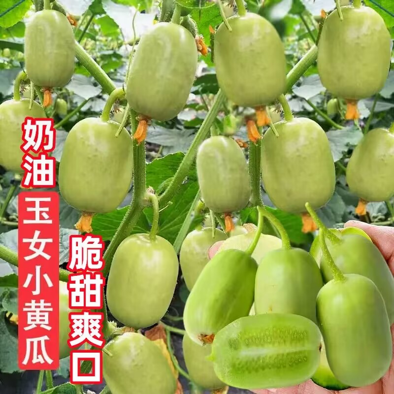 奶油小黄瓜种子金童玉女