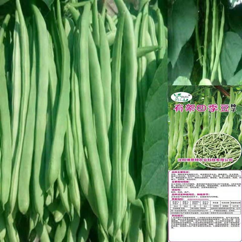 高产早熟有架四季豆种子