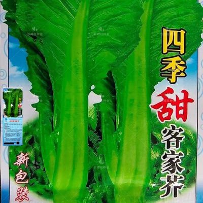 四季甜客家芥菜种子蔬阳