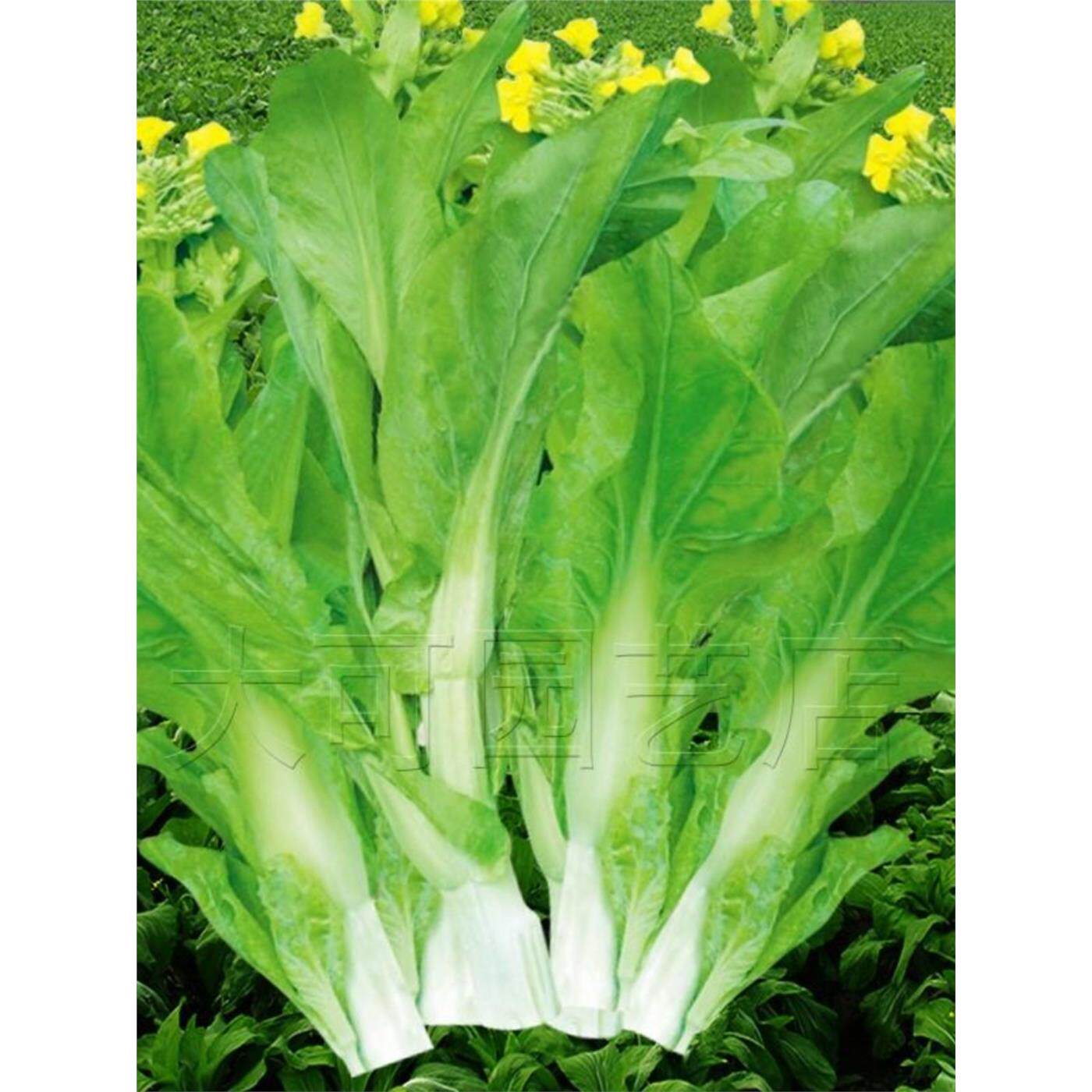 早熟白菜苔种子籽秋冬季