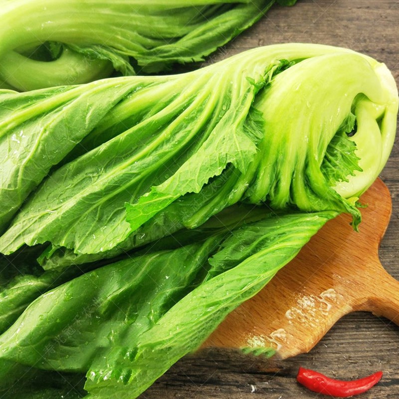 高钙菜种籽大肉包心芥子