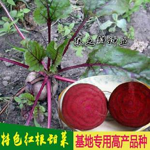 红甜菜种子 达根菜厚皮菜种子 东北血头根甜红菜大田播甜菜头种子
