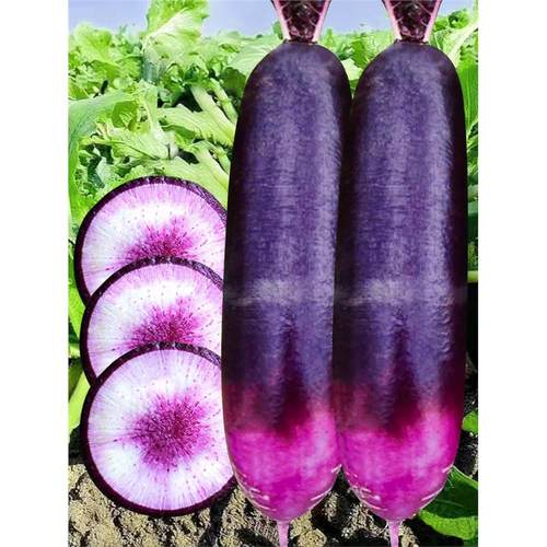 冰激凌糖心水果萝卜种子