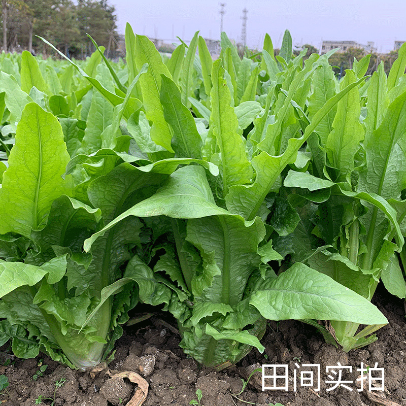 甜脆油麦菜种清香无斑籽