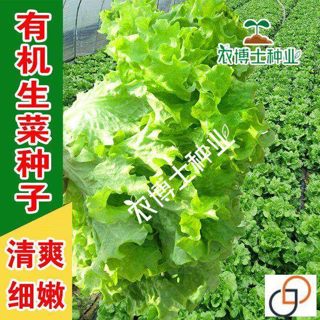 意大利生菜种子 奶油生菜种籽 阳台大田高产耐热四季蔬菜种子,农用物资,蔬菜种子/种苗,淘宝优惠券,粉丝福利购,淘宝优惠卷