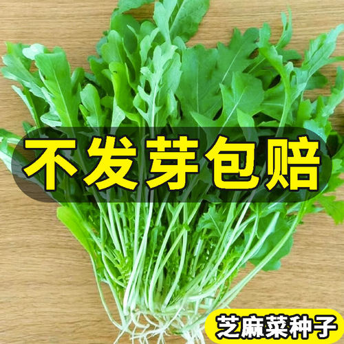 芝麻菜种子意大利小青籽