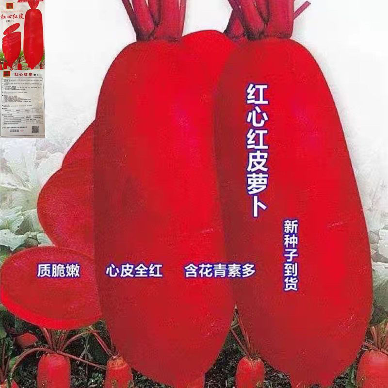 四川泡菜红萝卜种子红皮红心早熟满身红萝卜种子耐热耐寒蔬菜种子