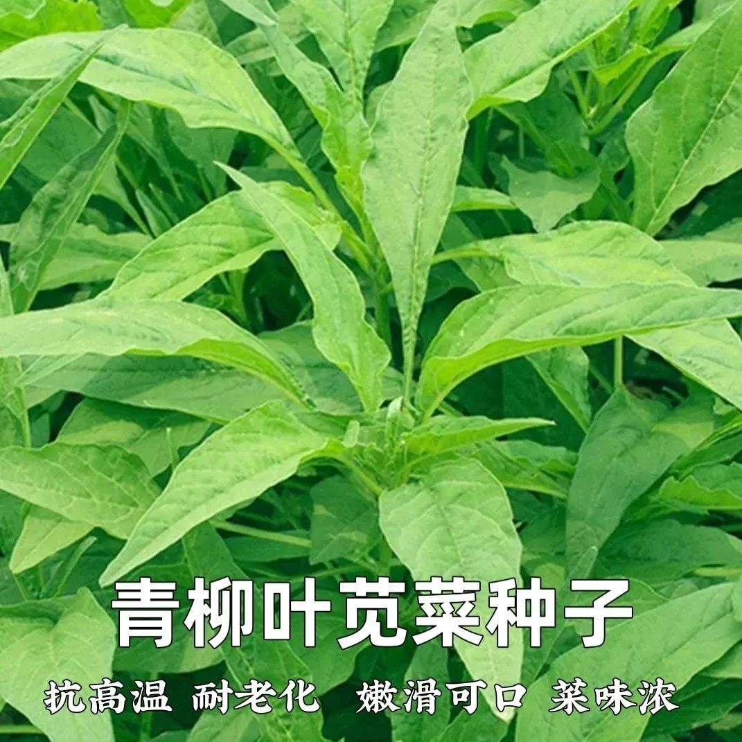 青柳叶苋菜种子春播早熟苋菜种子耐热耐湿耐寒耐肥四季蔬菜种籽