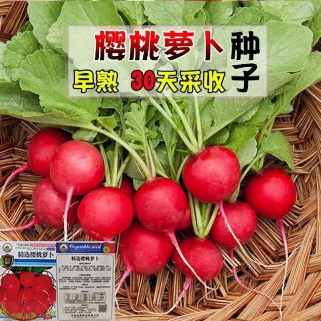 樱桃小萝卜种子迷你菜籽
