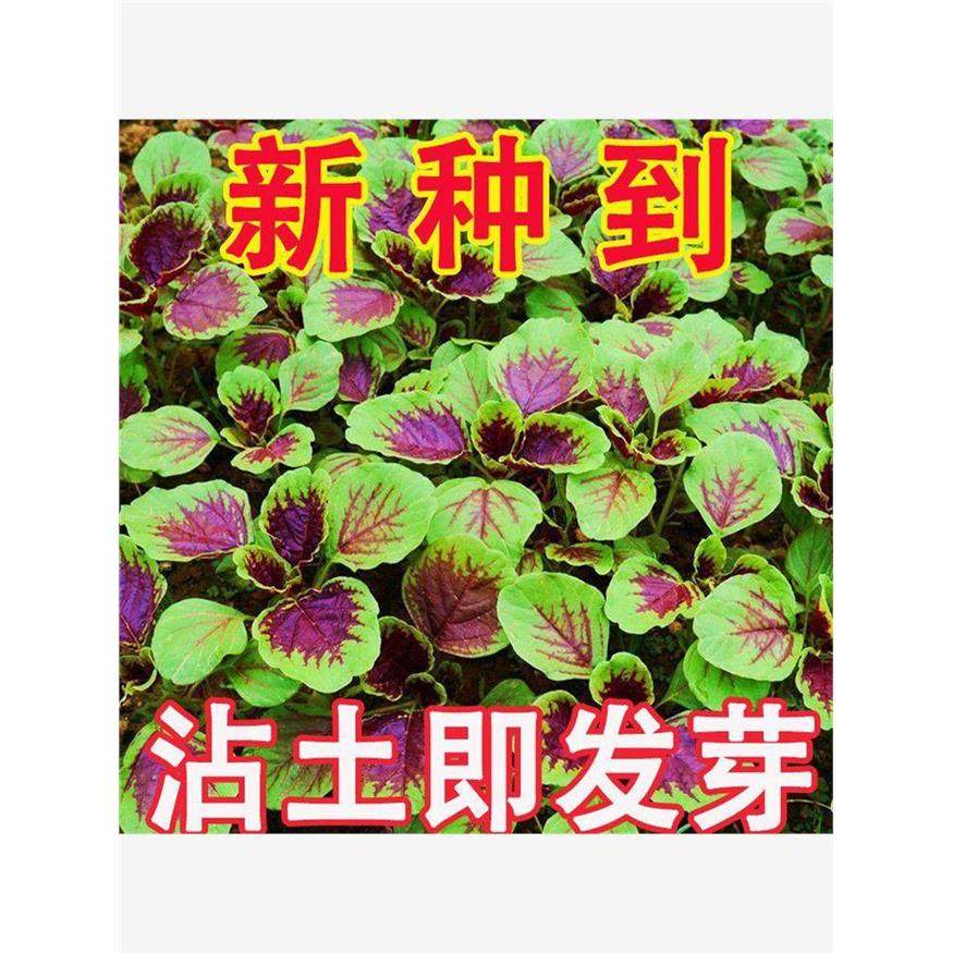 【今年新种】红苋菜种子汉菜籽四季蔬菜红圆叶苋菜柳叶盆栽菜种子,农用物资,蔬菜种子/种苗,淘宝优惠券,粉丝福利购,淘宝优惠卷