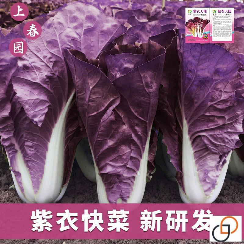 紫色快菜种子紫红色奶油