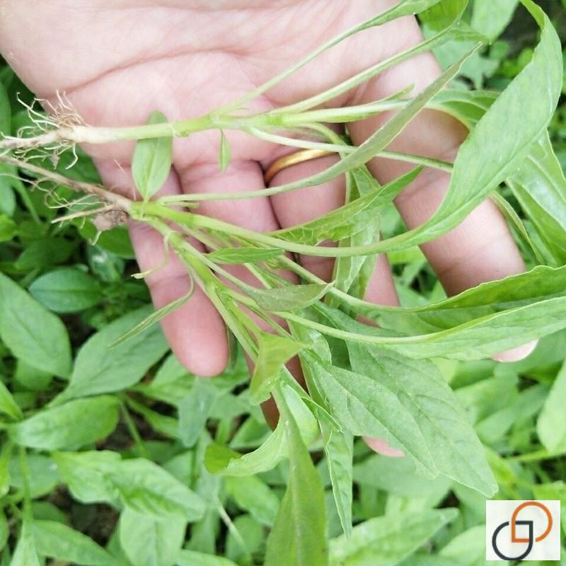 青柳叶苋菜种籽小尖叶玉米菜种耐热白苋菜种孑阳台家庭盆栽蔬菜种